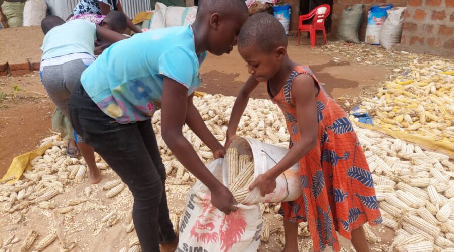 AUGUST 2023: Harvesting Maize & feeding the boys!